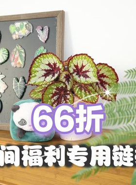 秋海棠 特别66折扣链接