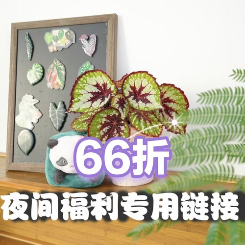 秋海棠 特别66折扣链接