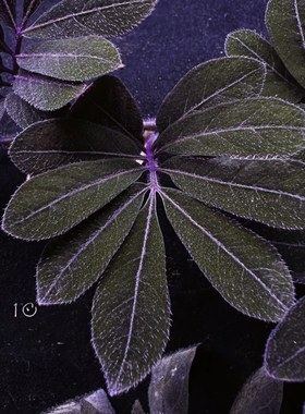 厄瓜多尔紫茄雨林缸室内观叶绿植王先森的花园