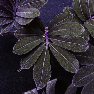 厄瓜多尔紫茄雨林缸室内观叶绿植王先森的花园