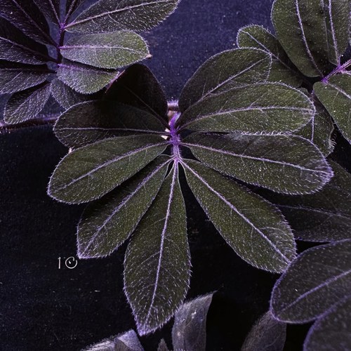 厄瓜多尔紫茄雨林缸室内观叶绿植王先森的花园
