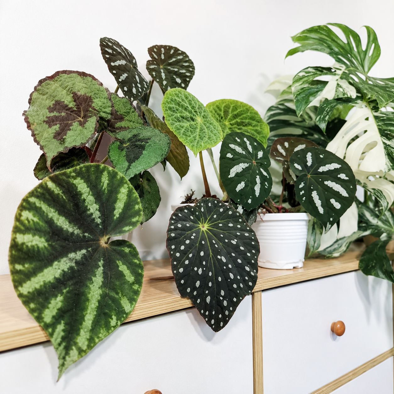蟆叶秋海棠盆栽室内耐阴植物办公室桌面绿植四季常青好养护花卉