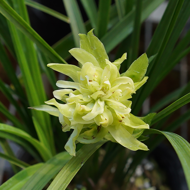 春剑大唐盛世 兰花铭品 多瓣浓香奇花室内阳台花卉绿植盆栽