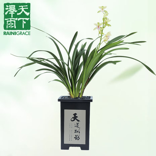 大花蕙兰浓香好养活室内绿植盆栽