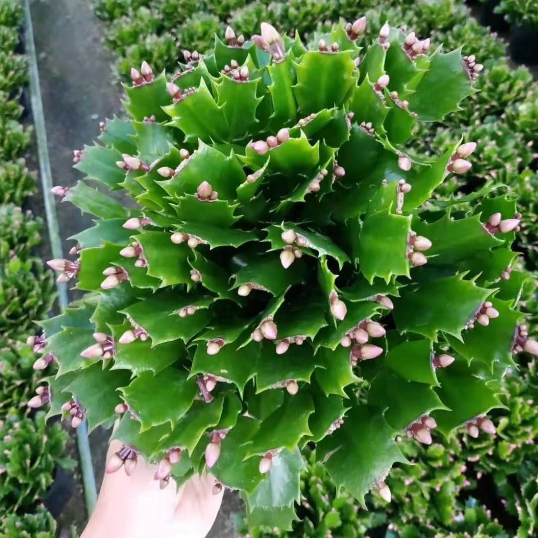 蟹爪兰嫁接盆栽大苗带根发货带花苞花卉四季开花绿植室内好养