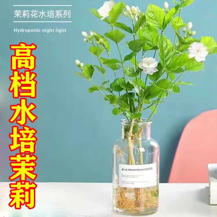 香水茉莉花带盆栽好小盆栽四季常绿植物花卉开花不断绿植老桩盆景