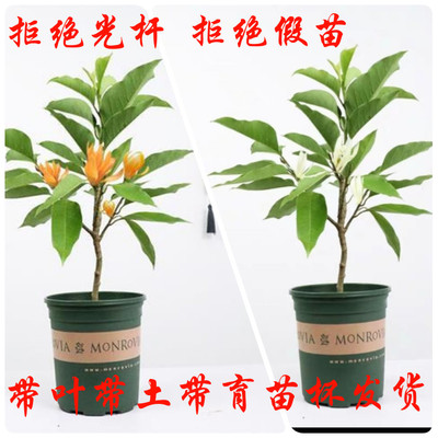 白兰花盆栽黄兰花卉植物黄果兰