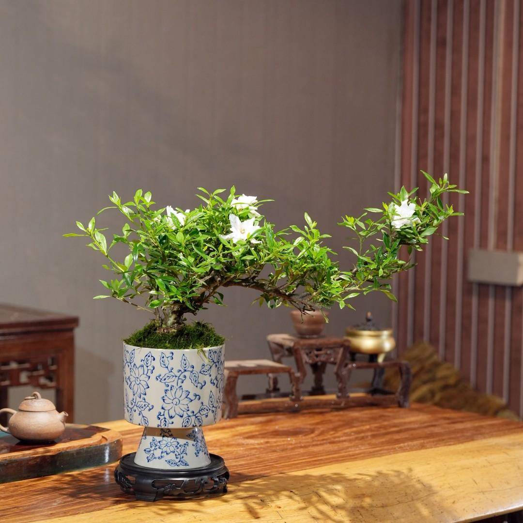 悬崖飘枝栀子花青花瓷盆室内绿植桌面造型盆景盆栽开花植物摆件