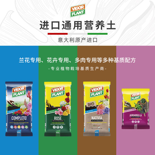 维客绿植多肉室内阳台家庭园艺