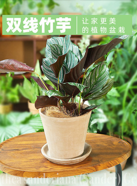 【bdbf旗舰店】植物盆栽双线竹芋观叶花卉室内净化空气盆景吸甲醛