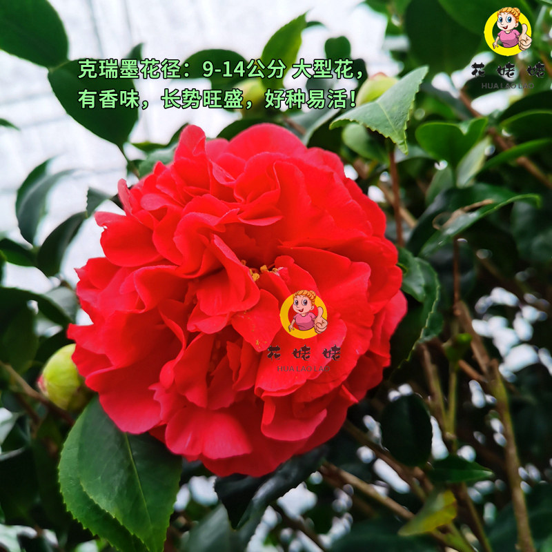 浓香型克瑞墨大牡丹山茶花树苗室内好养易活盆栽植物阳台绿植正品