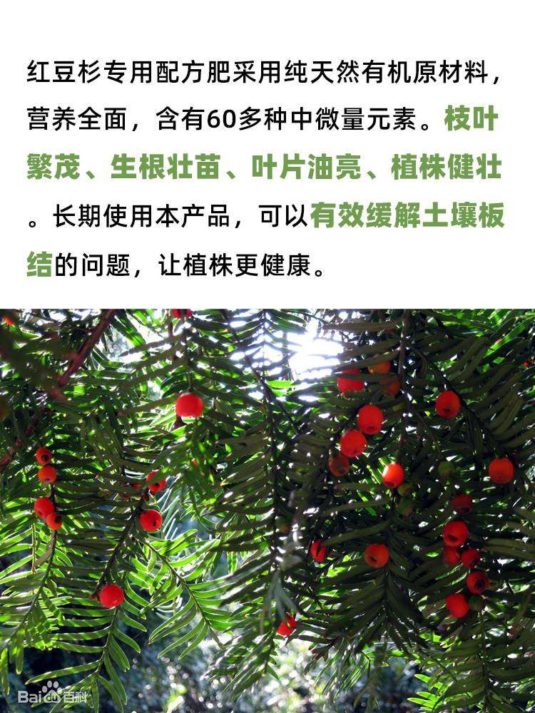 红豆杉肥料专用肥杉树肥料有机复合肥营养液叶面喷施肥颗粒缓释肥