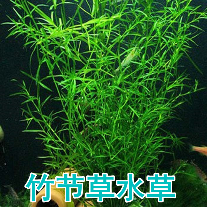 竹节草水草蜈蚣草金鱼草鱼缸造景虾缸草缸阴性草懒人草水池草用品