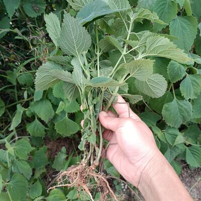 抹草苗广防风草种苗野生苏麻落马衣苗抹草排风草苗新鲜包泥发货
