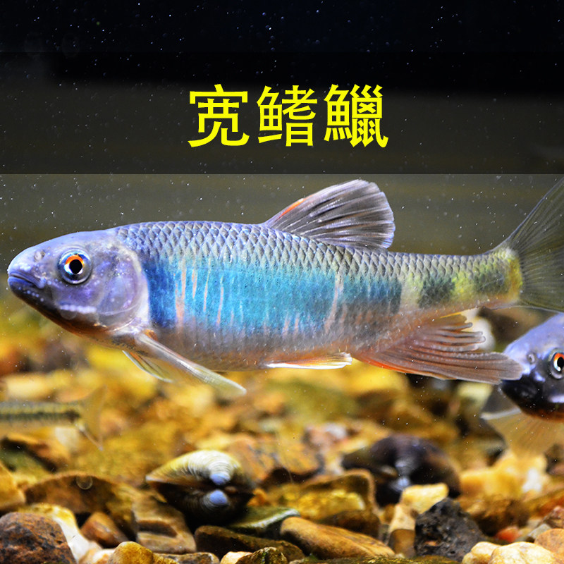 宽鳍鱲溪流缸冷水观赏鱼群游鱼溪哥桃花鱼不需加温