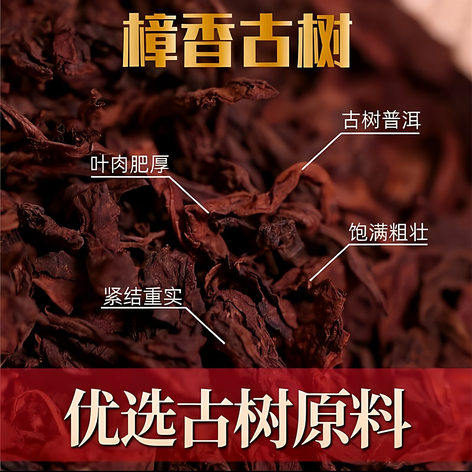 樟香味古树熟茶普洱茶熟茶陈香熟普洱茶叶散茶陈年大叶熟茶叶批发
