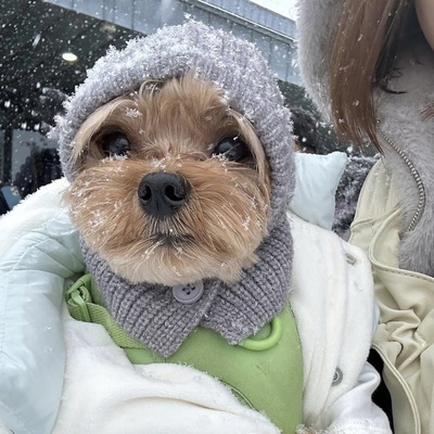 韩国正品宠物针织连帽围脖帽