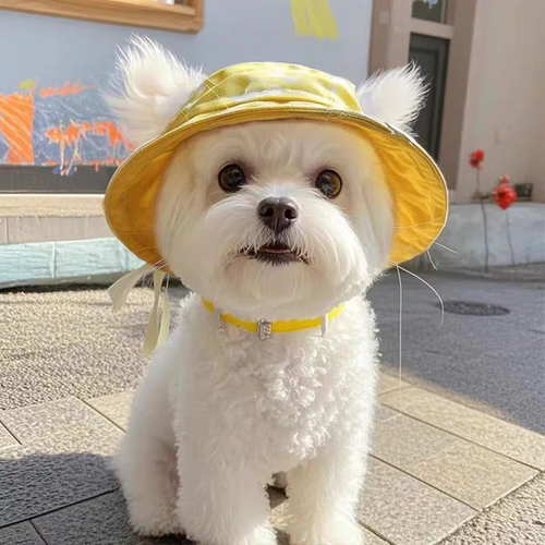 狗狗帽子露耳朵夏季宠物猫咪外出防晒遮阳帽泰迪比熊德文猫渔夫帽
