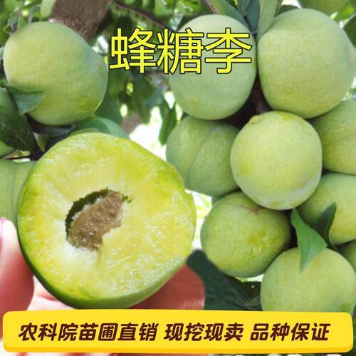 四川果树huam花美du好吃