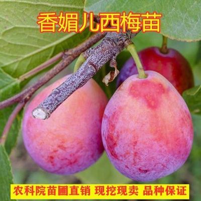 美国李子树苗花美渡好看好吃落叶