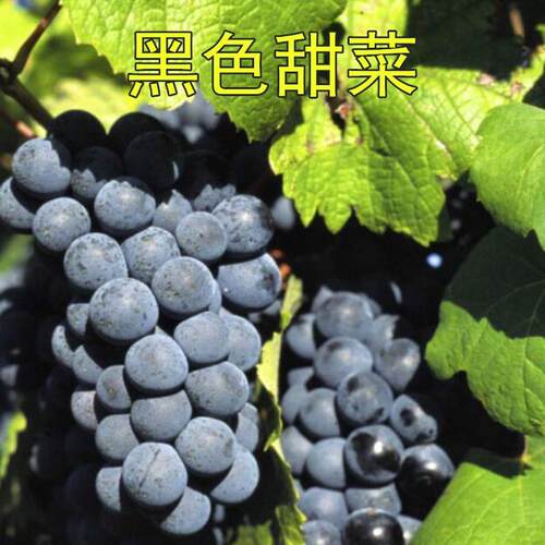 进口,欧美葡萄树苗-黑色甜菜葡萄苗果大浓甜肉肥汁多品种珍贵盆栽