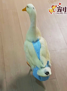 网红宠物鸭尿布兜鸡鸭鹅尿不湿纸尿裤小黄鸭柯尔鸭尿片防拉屎粪兜