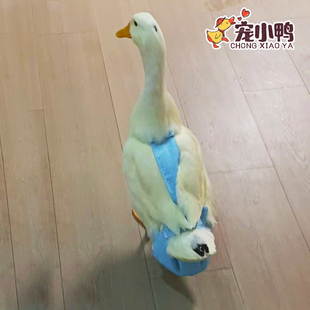 小黄鸭柯尔鸭尿片防拉屎粪兜 网红宠物鸭尿布兜鸡鸭鹅尿不湿纸尿裤
