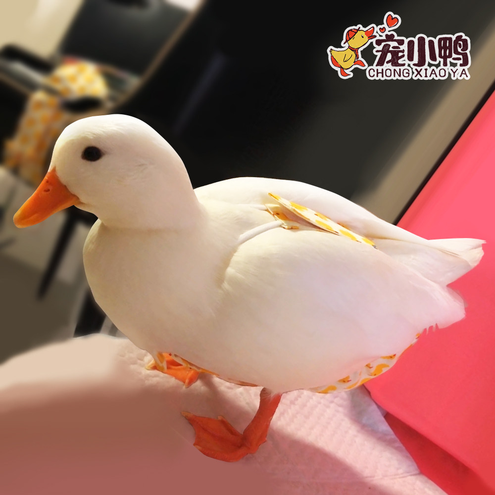 网红柯尔鸭尿不湿宠物鸭尿布兜鹅尿片鸡屎粪兜小鸭子纸尿裤吊带款