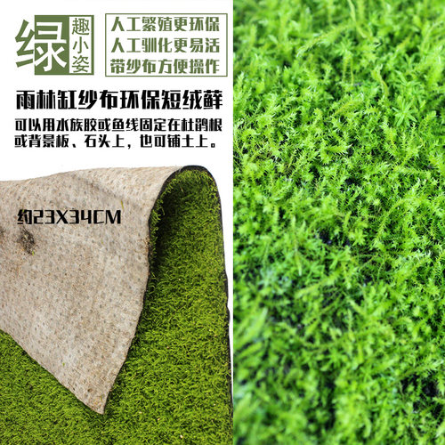 鲜活人工繁殖苔藓微景观生态瓶水陆雨林缸造景大羽纱布短绒小灰藓