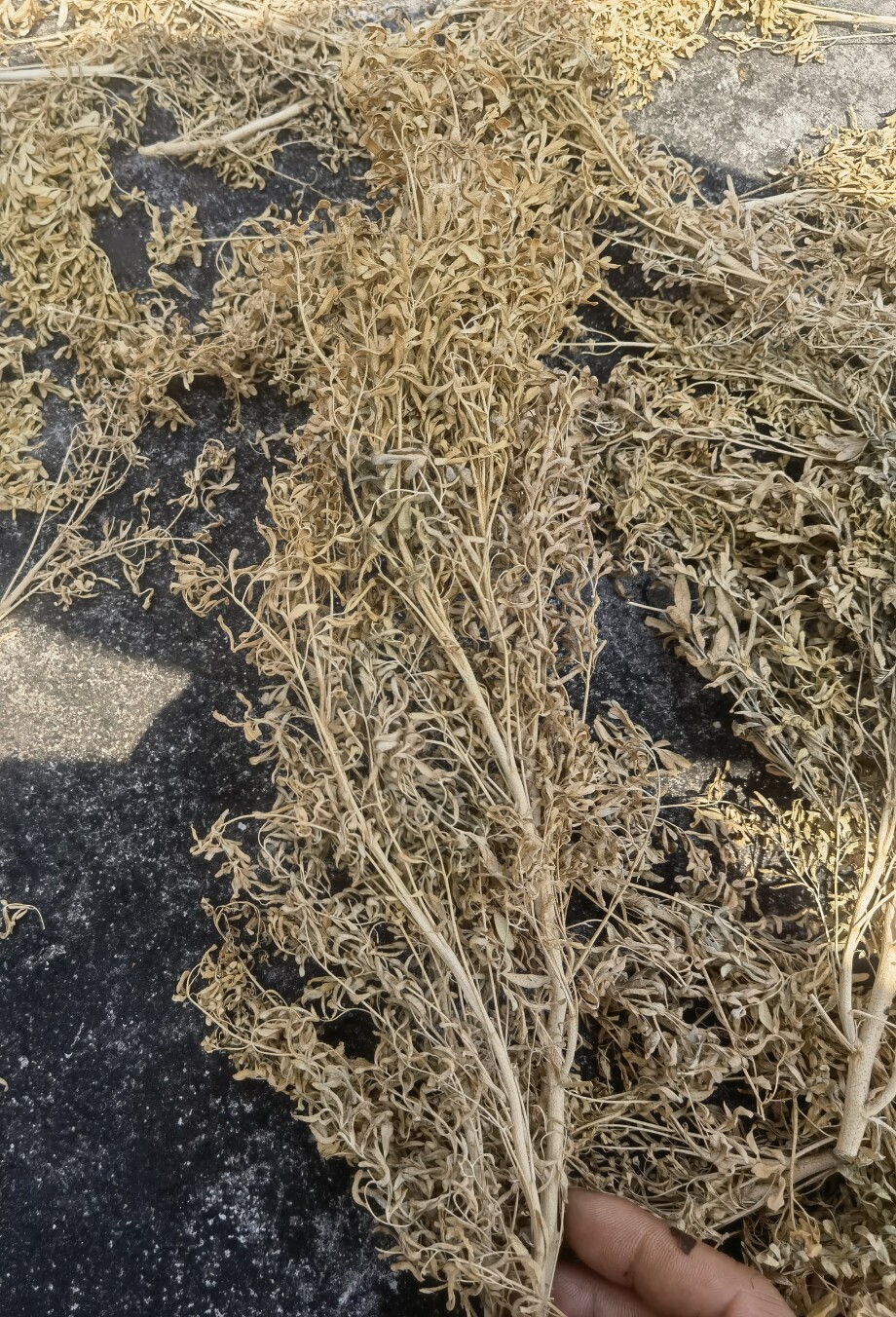 自晒干货 洋艾 臭草 臭艾 芸香草 贼仔草 老虎菜 100克