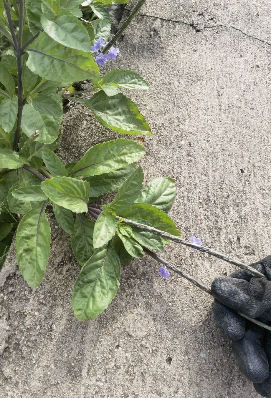 新鲜现采整颗带根 假马鞭草玉龙鞭无刺大蓝草蛇尾草玉郎鞭500