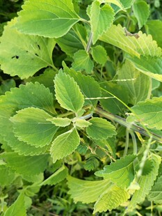 新鲜湿采广防风 摸草 晦草 落马衣 秽草稀莶草 抹草500克
