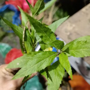 现采新鲜泽兰 尖尾枫 佩兰 细叶珠珠草 500克