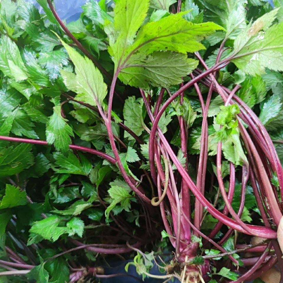 新鲜现采 鸭脚艾 红艾 珍珠菜 甜艾 姨妈草 500克