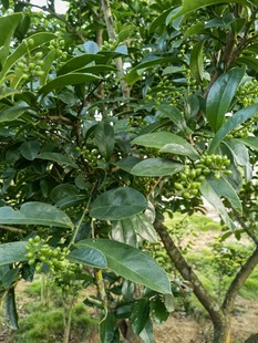 海田山花草野生 五月茶 五味叶 南五味子 酸叶树 (枝叶纯叶)500克