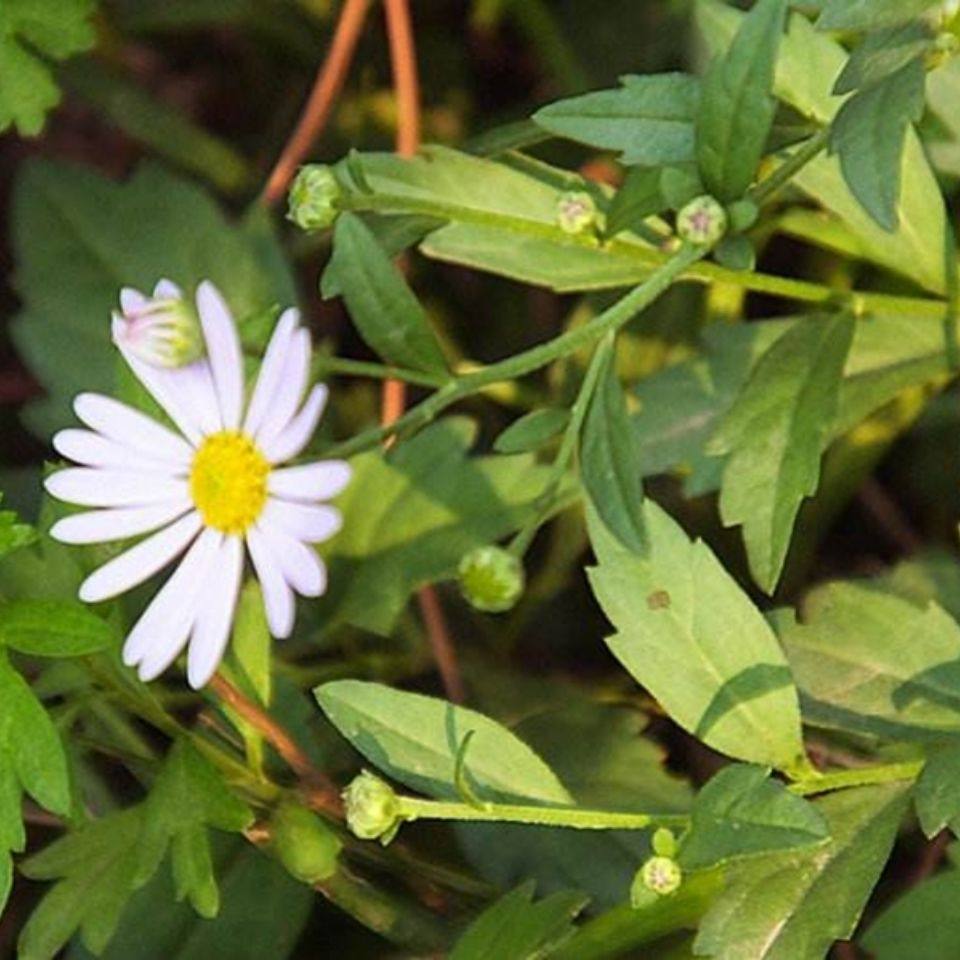 新鲜现采 马兰 路边菊 小肠风 现采田边菊  500克
