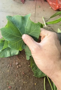 新鲜现采 麻疯树油桐树桐虎子桐臭油桐 枝叶,纯叶 500克