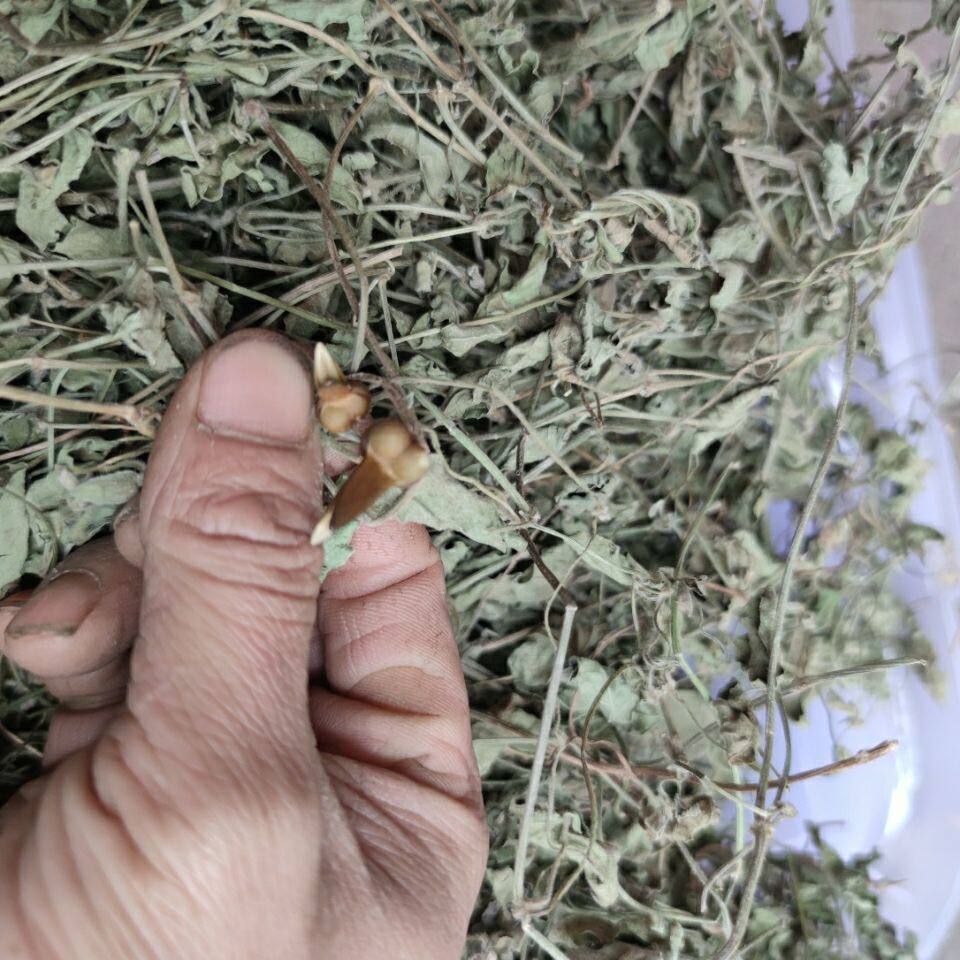 湛江山草药老鸭嘴 鸭嘴藤 鸭子嘴藤干货新鲜500克