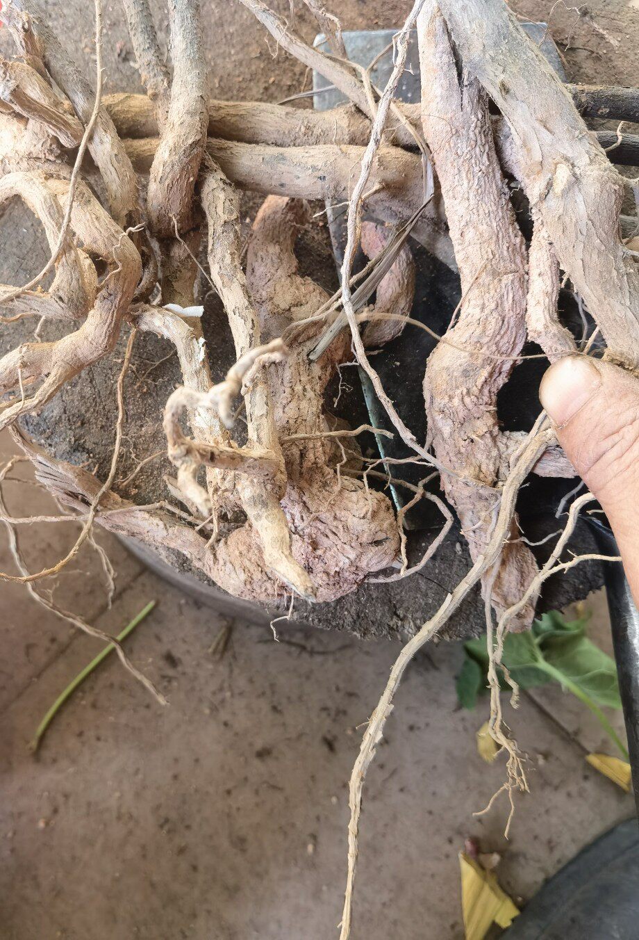 新鲜现挖鬼灯笼根部 白花鬼点灯 苦灯笼 红花鬼灯笼草根部500克