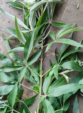 新鲜现采 五指风 布荆 蚊子柴 黄荆子海田山花草 500克