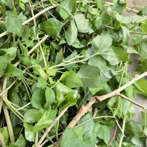 现采新鲜 三加皮 勒钩心 苦刺菜 刺菜勒 500克