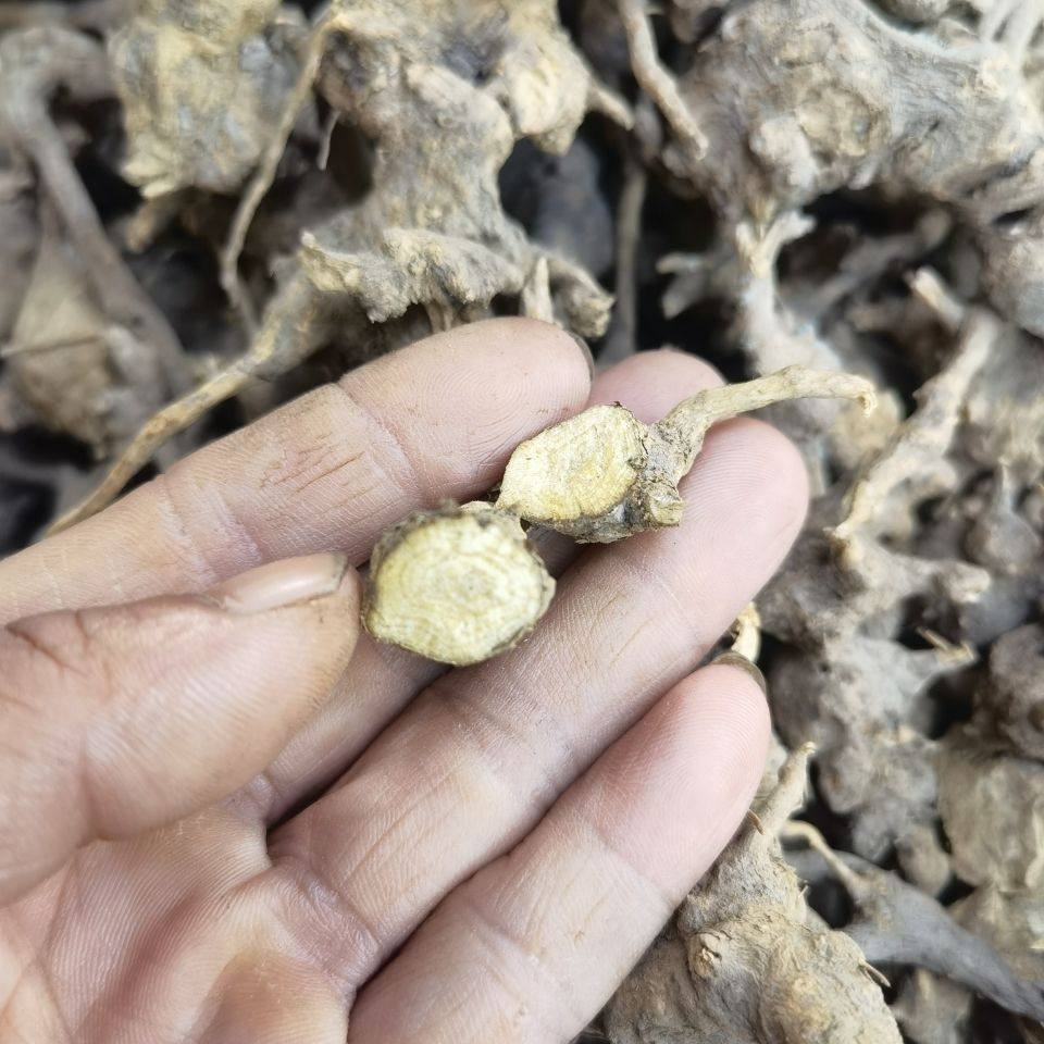 干货伤草 铁麻雀 去伤王 铁将军 湛江草药 250克