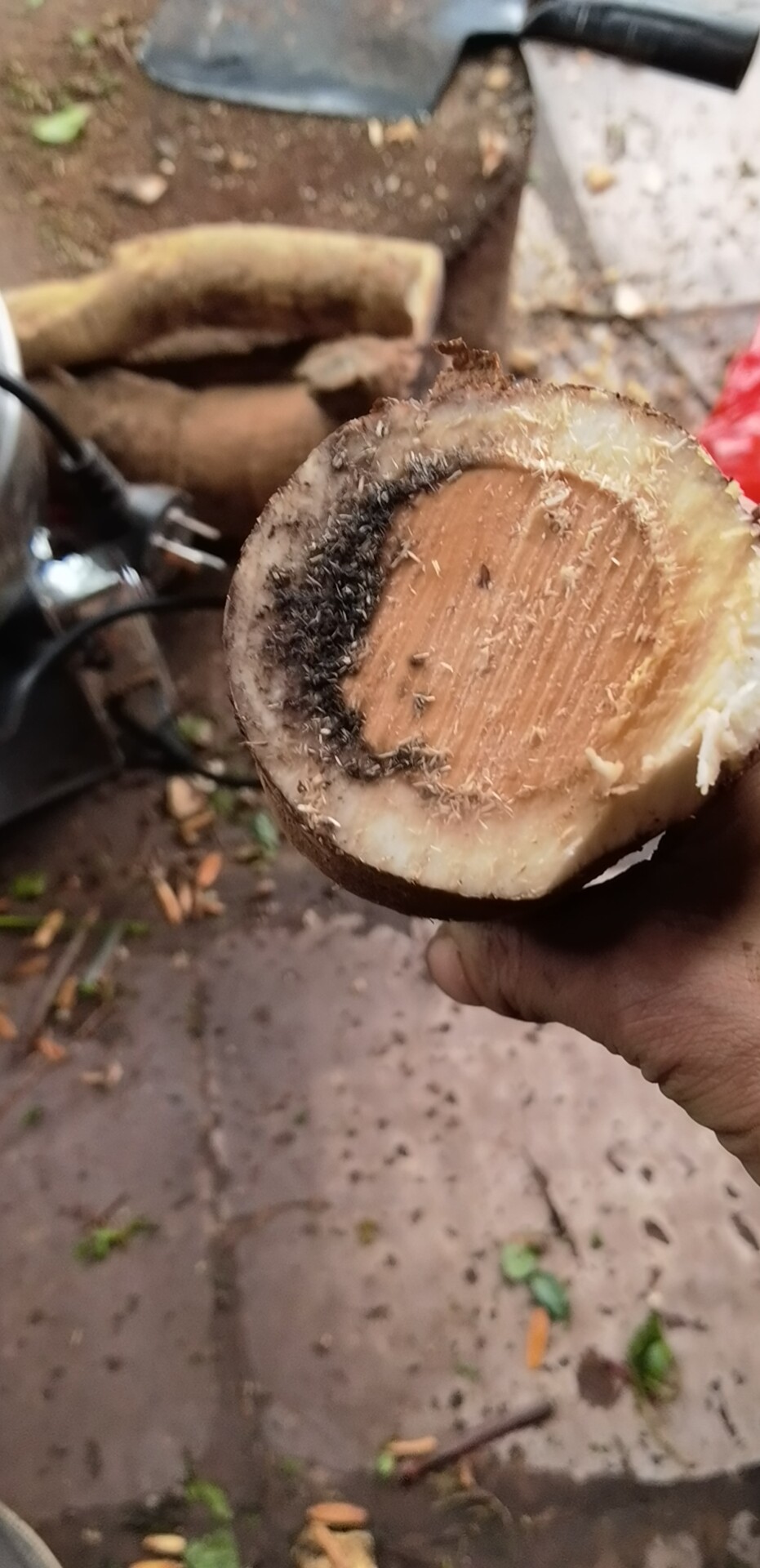 (10斤5000克)野生正品新鲜 猫尾树根 猫尾木根 猫尾薯 根部散结