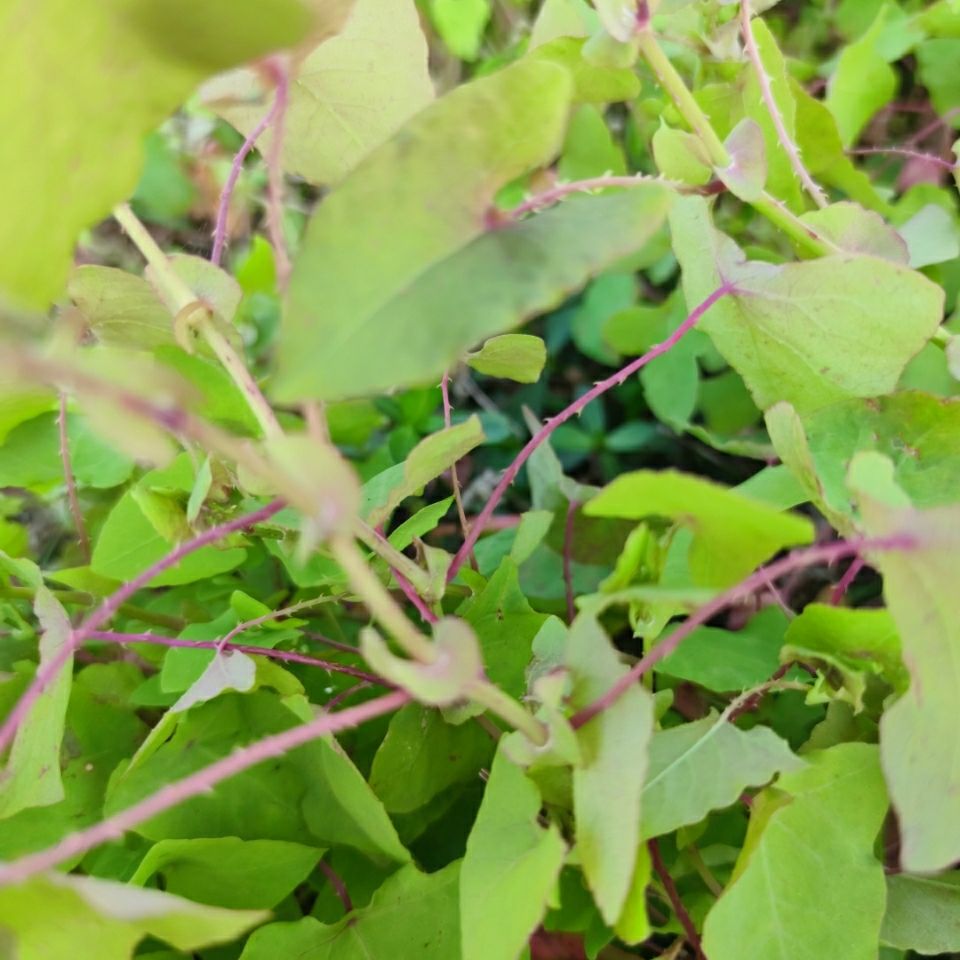 (1000克)野生新鲜杠板归 老虎刺 河白草 蛇倒退,犁头刺 退血草