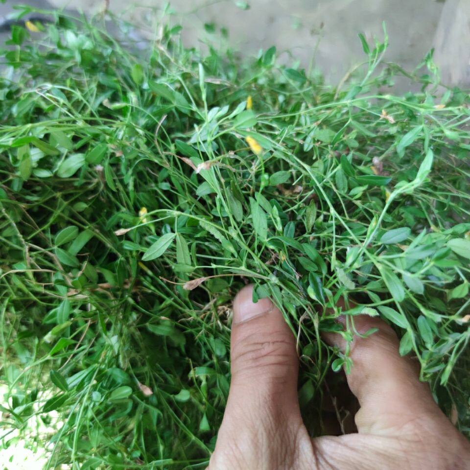 新鲜现采人字草 丁葵草 铺地锦 苍蝇翼 500克