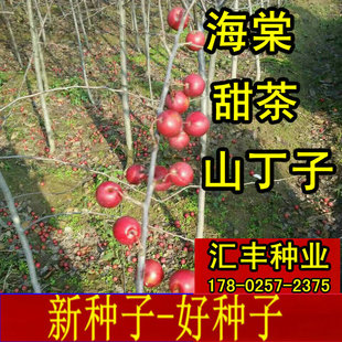 山丁子 沂蒙平邑甜茶 嫁接苹果树种钻木 八棱海棠种子