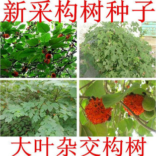 构树种子大叶构树造纸喂猪饲料构乳树楮实子假杨梅高产杂交构树籽
