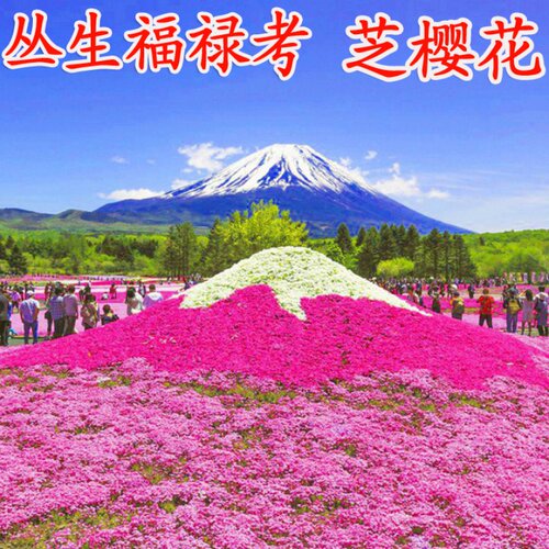 花种子庭院易活耐寒五色梅福禄考