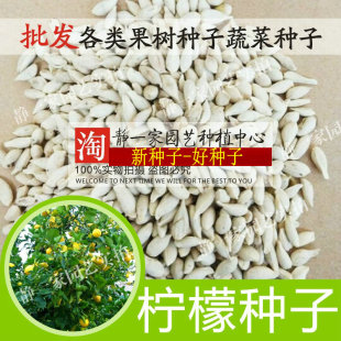 新鲜柠檬种子 嫁接果树种子 阳台庭院 绿土柠檬种子 黄红柠檬种子