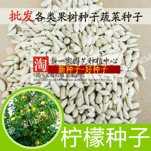 新鲜嫁接红土柠檬种子